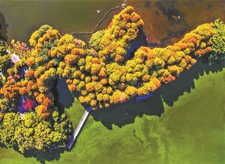 綠化養護廣州流花湖公園落羽杉林
