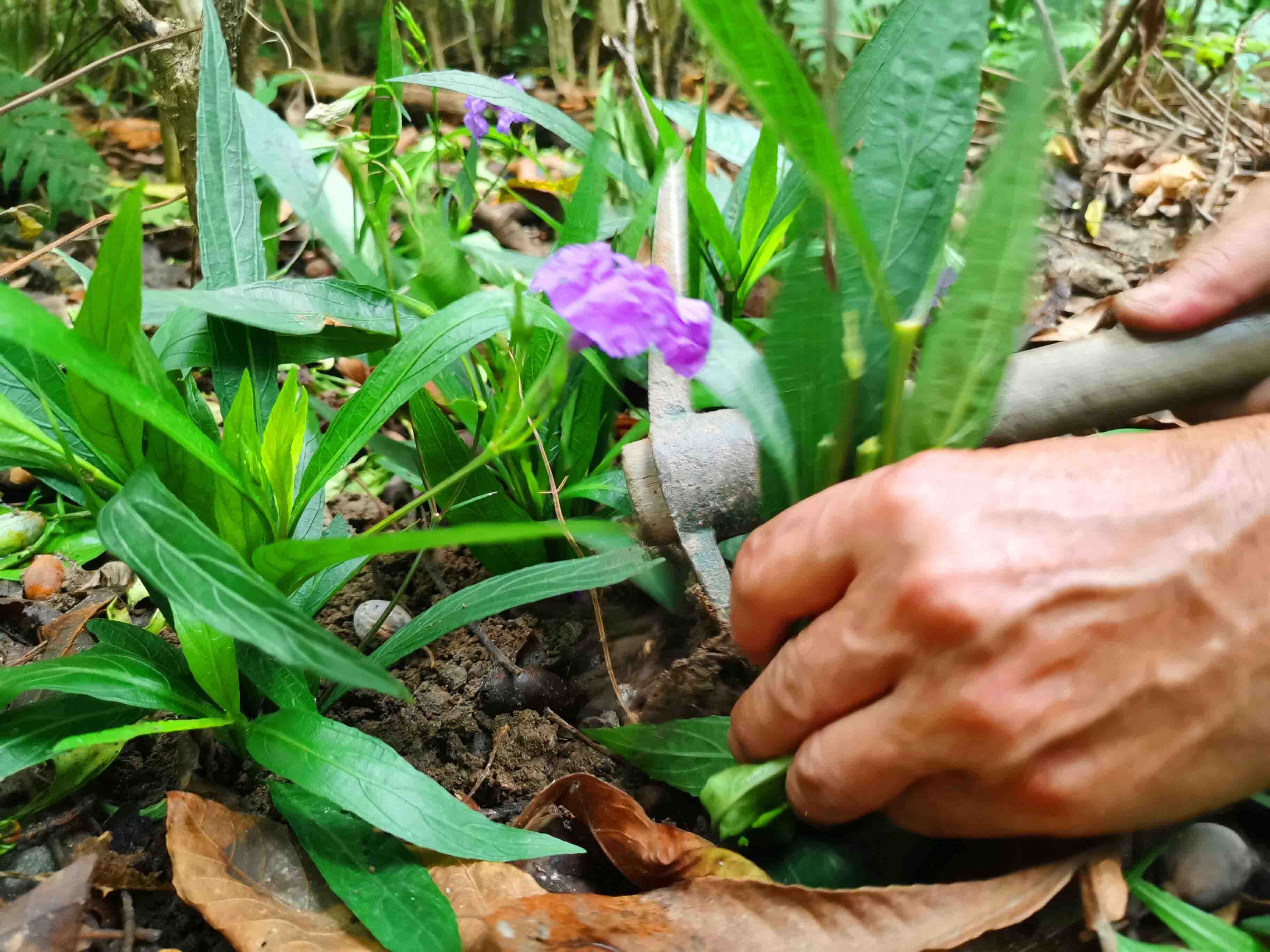園林綠化養護地栽花卉和盆景花卉的管理