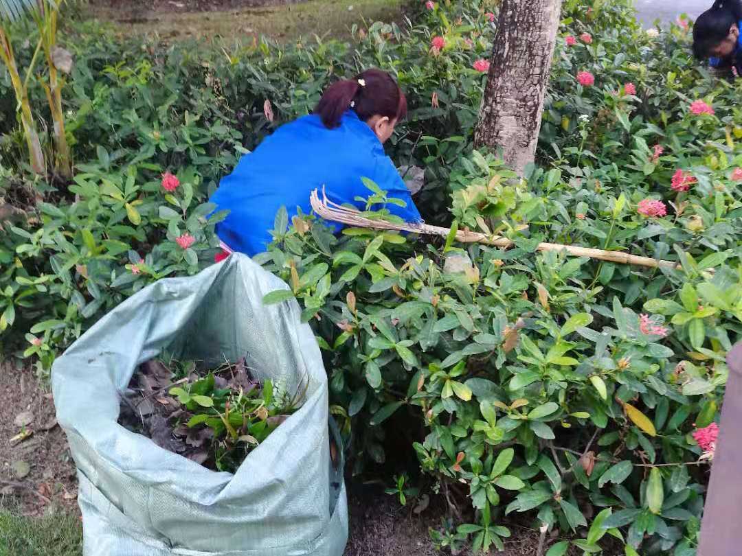 觀湖園小區綠化垃圾清理