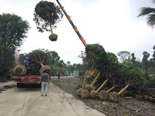 園林綠化工程大樹的吊裝和運輸