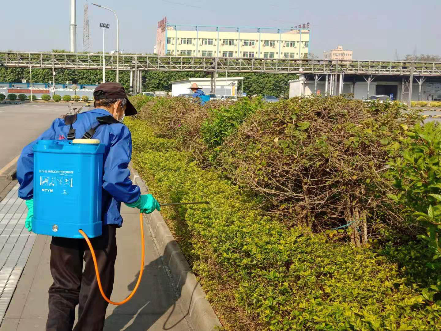 園林綠化公司工人加強病蟲害防治的工作