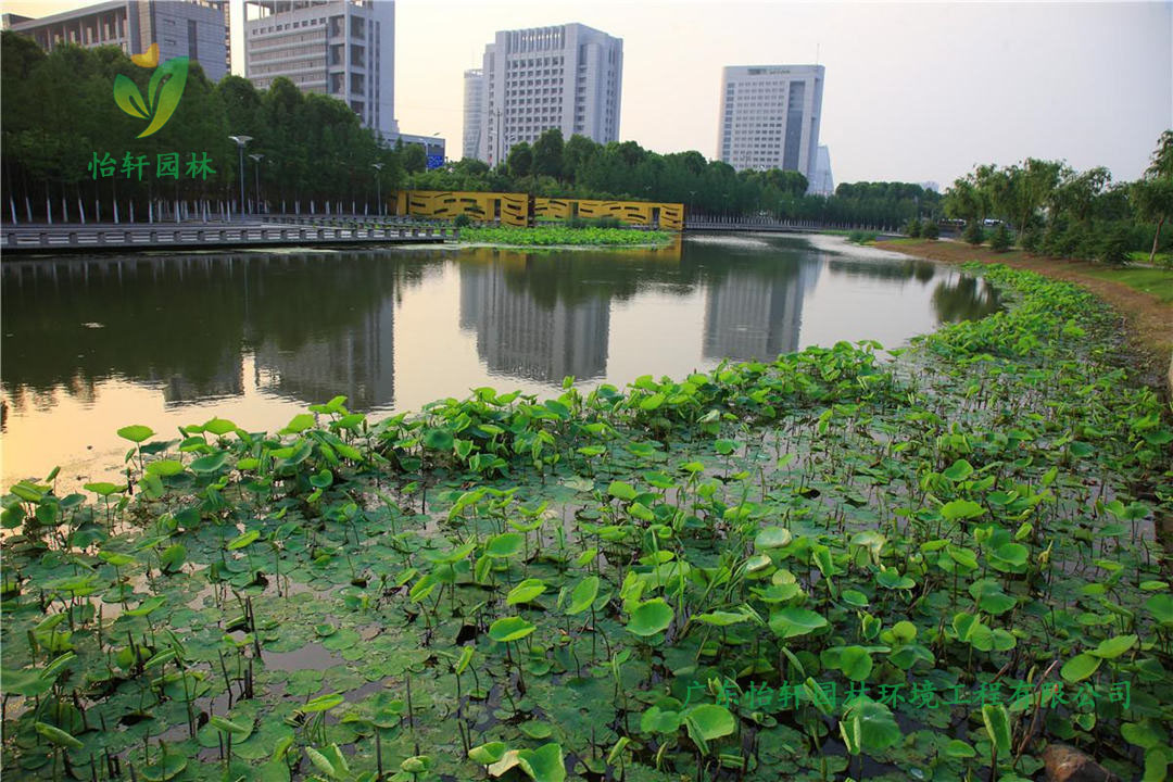 寧波鄞州中心區河道綠化工程改造案例圖