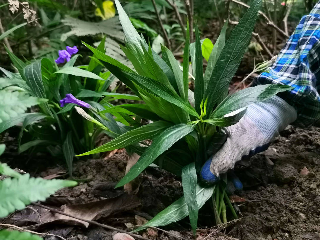 綠化養護除草