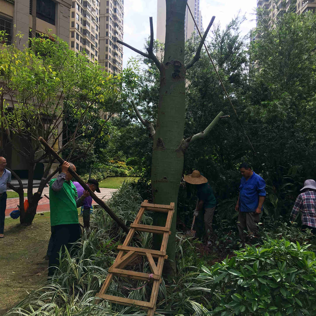 園林綠化工程大樹的養護工作