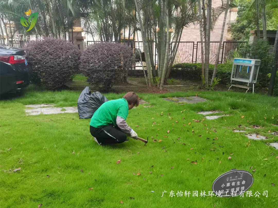 深圳龍華觀湖園別墅小區綠化養護