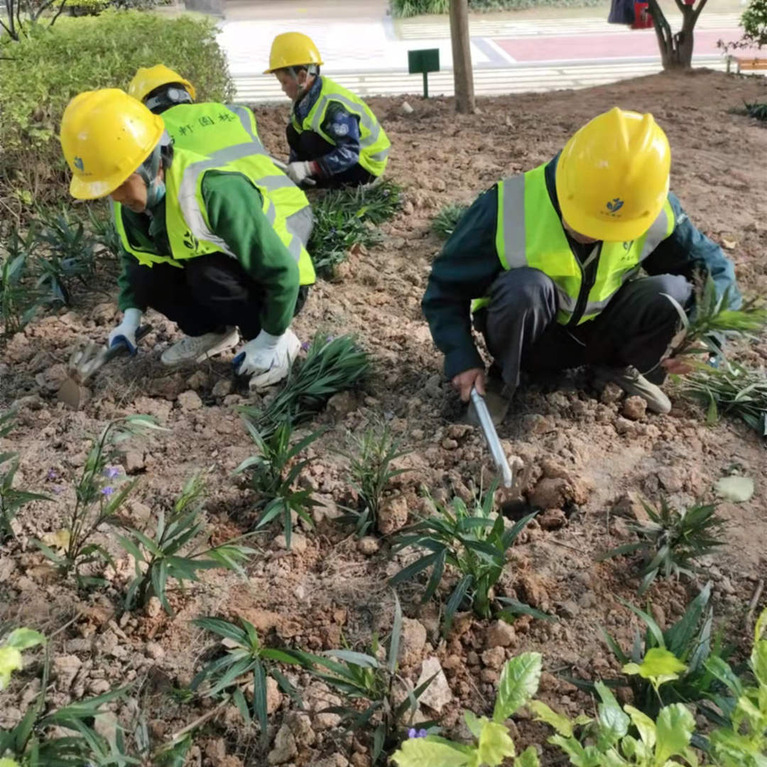綠化養護補植