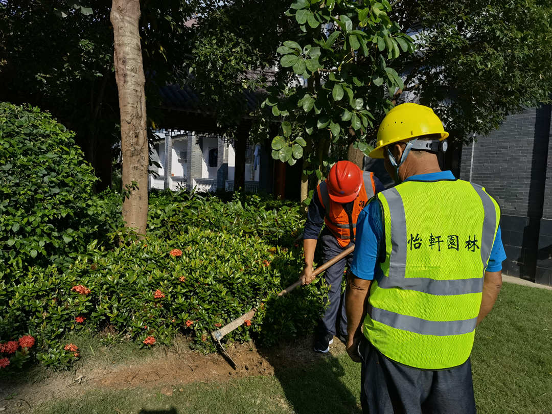 怡軒園林綠化公司專業園藝師現場養護操作演示