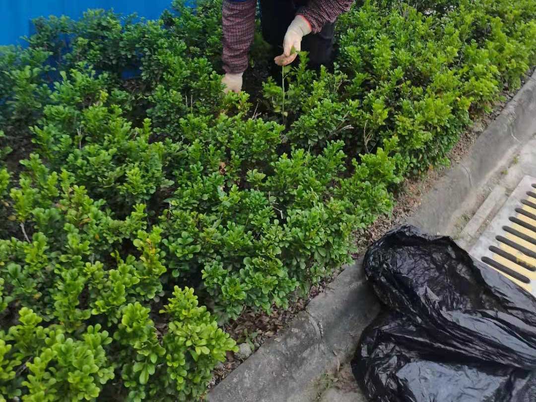 園林綠化養護清理雜草