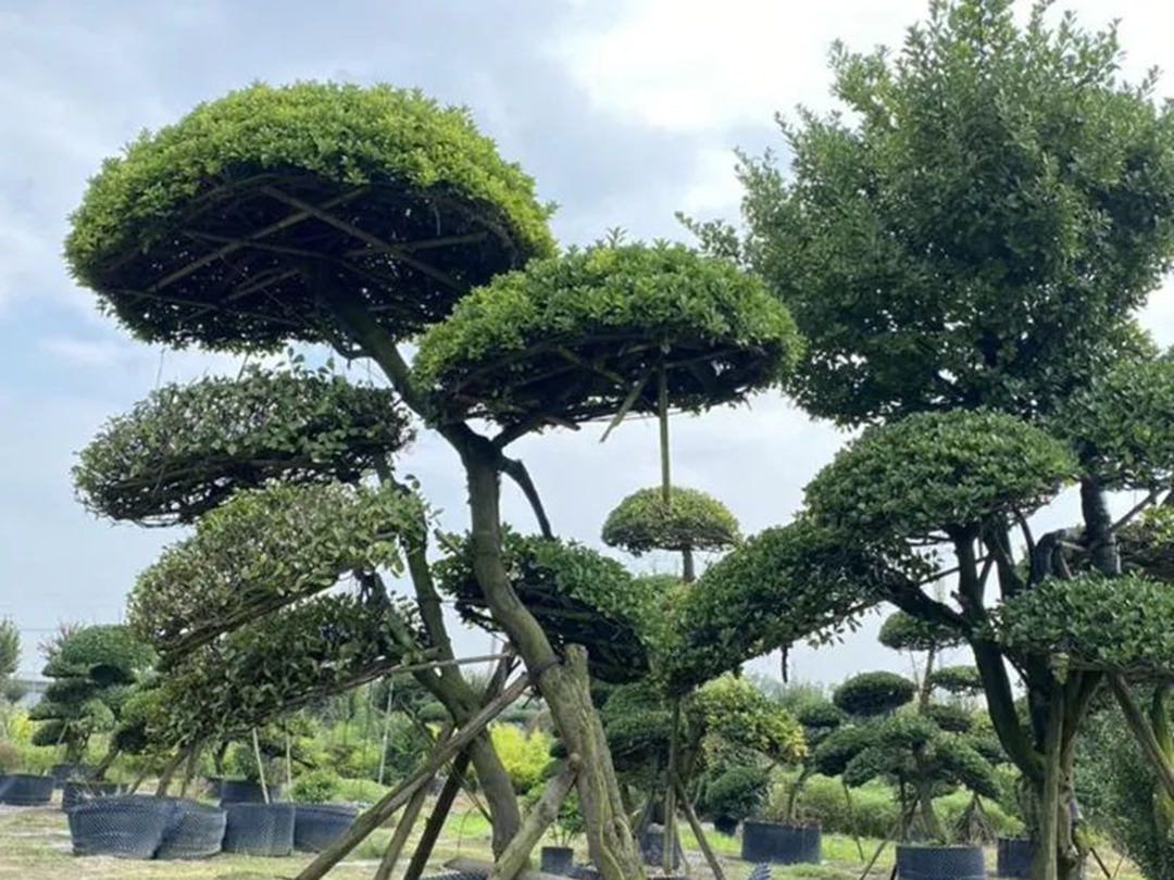 一樹成景，這幾種苗木適合高端庭院綠化工程種植！