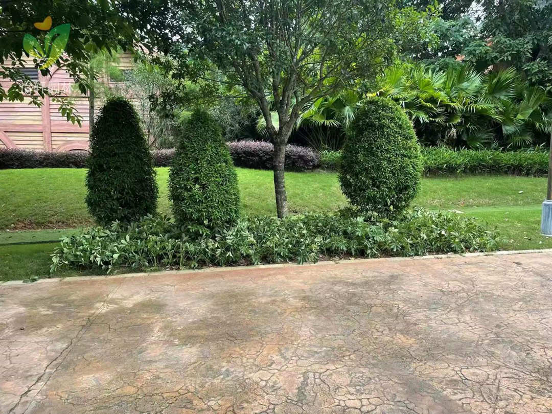 美的鷺湖度假區部分綠化養護補植后