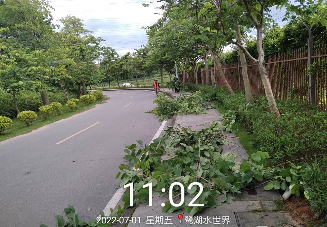 美的鷺湖度假區行道樹樹種修剪清理
