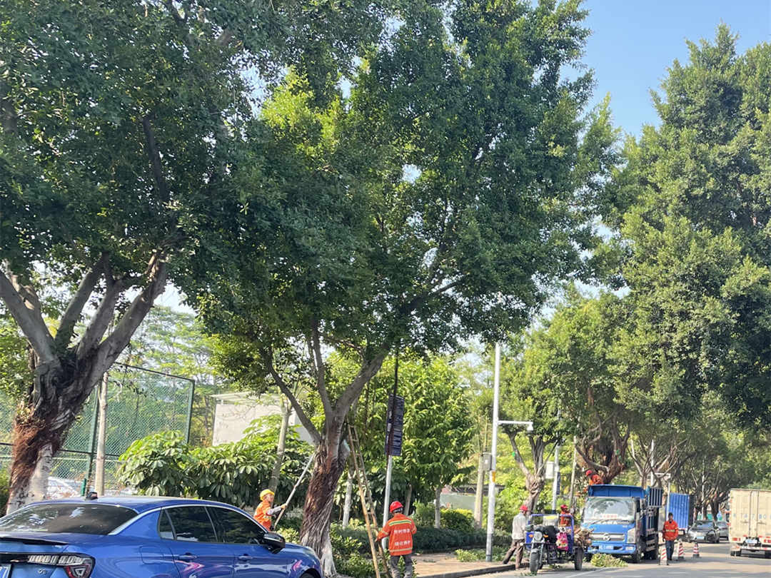 園林綠化養護工人修剪大樹樹枝