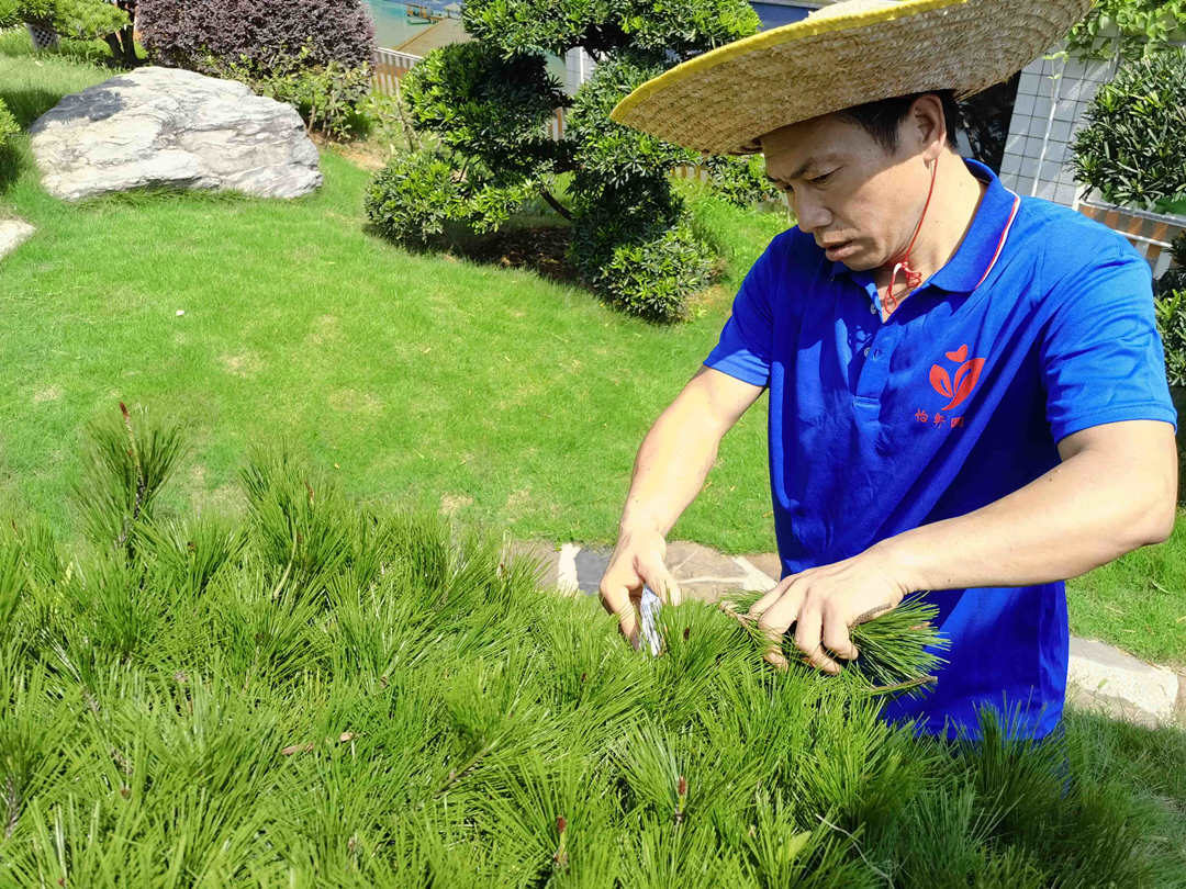 園林綠化養護植物整形修剪