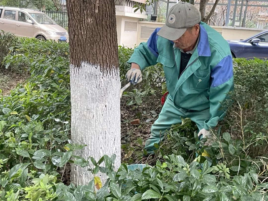 小區綠化養護苗木涂白