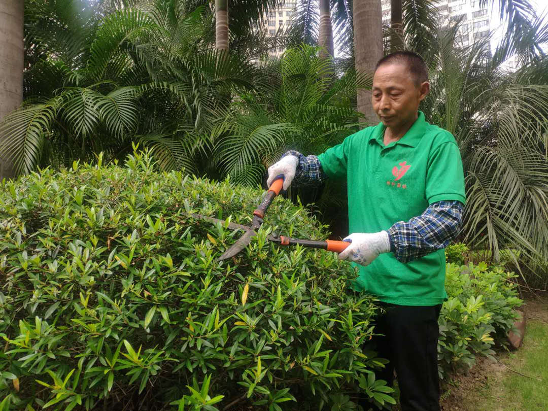保利小區綠化養護修剪