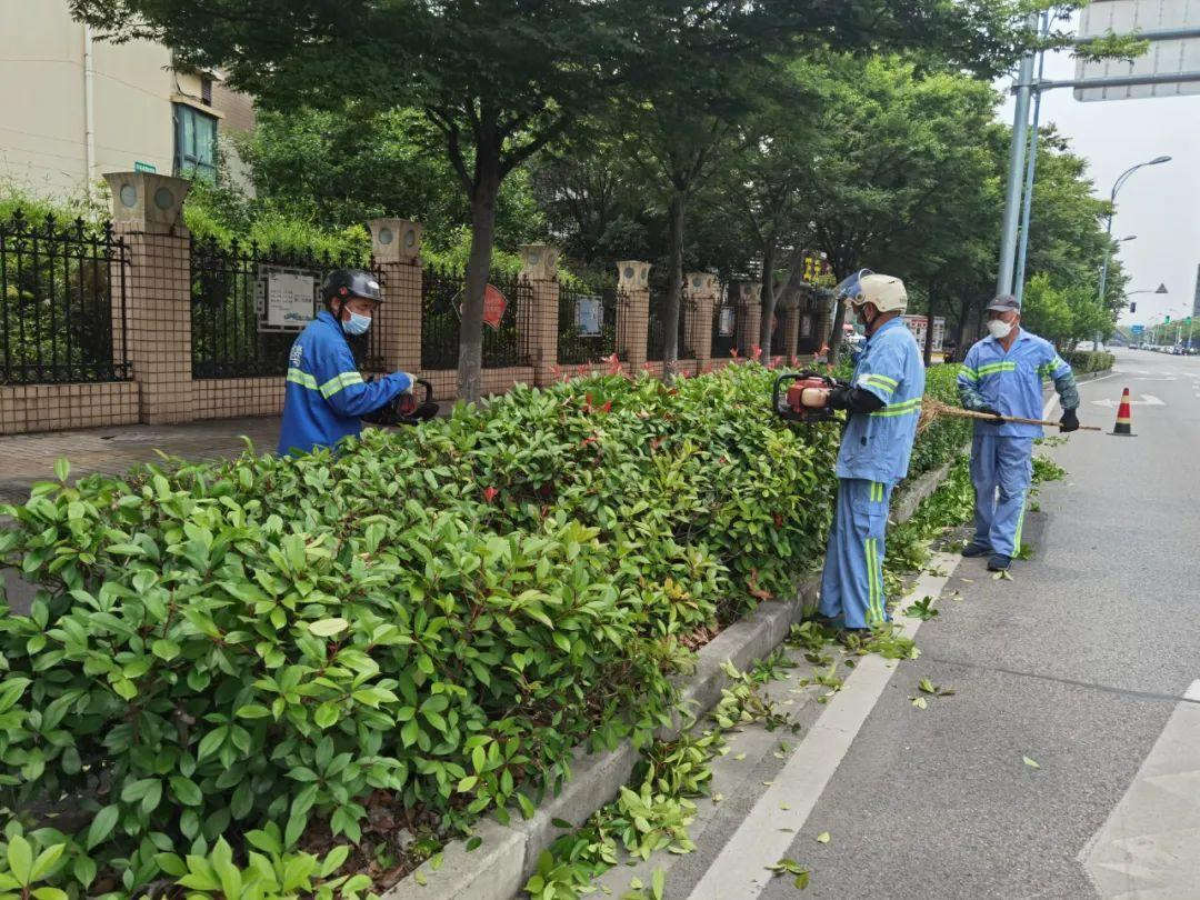 春季綠化養(yǎng)護綠化帶修剪