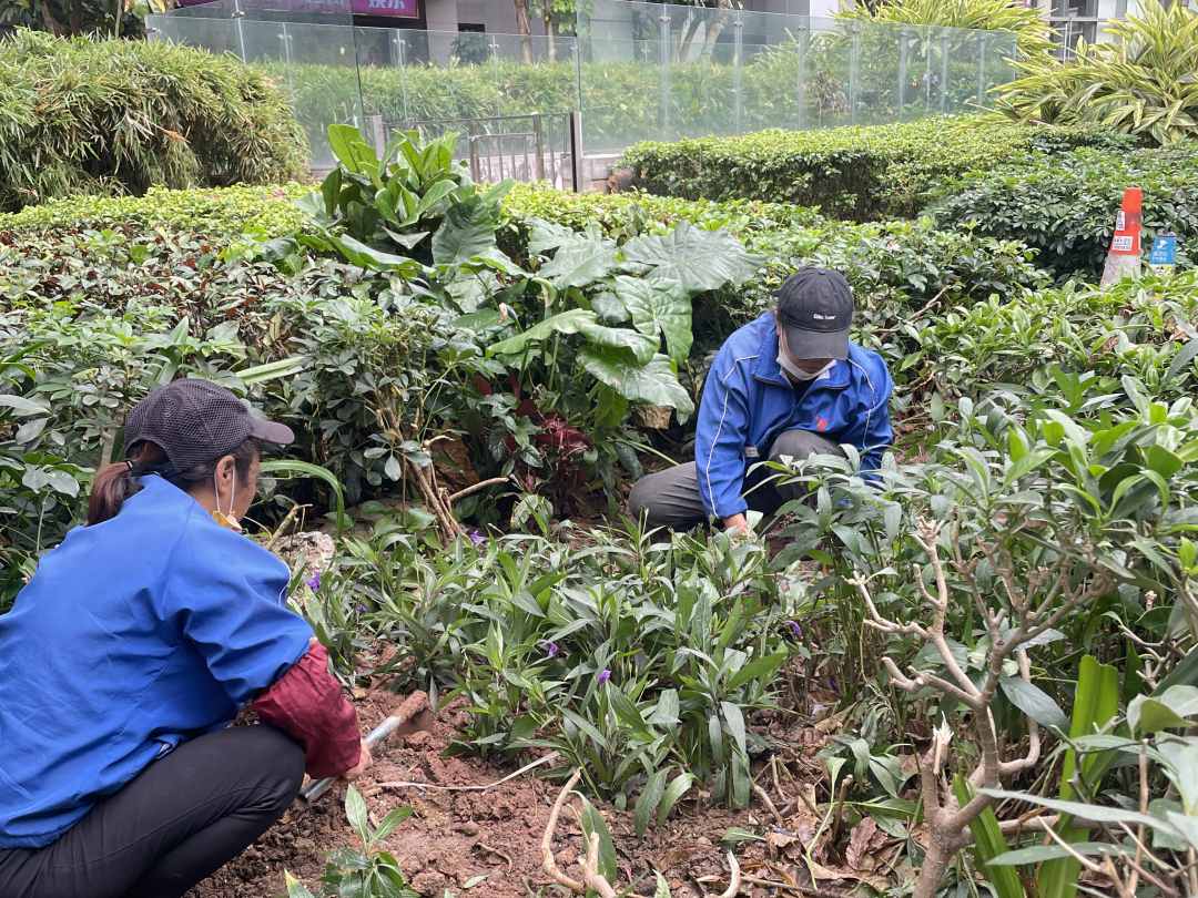 逸翠灣小區綠化養護補植