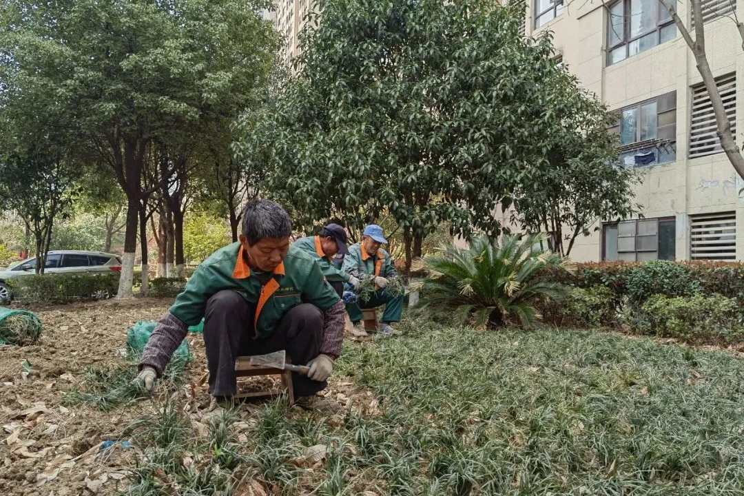 園林綠化養護工人進行春季植物補植