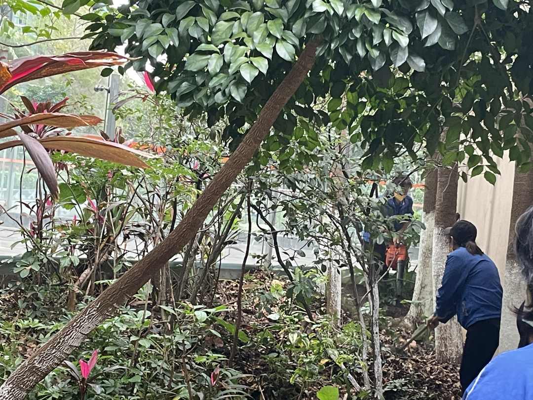 小區綠化養護清理綠化落葉