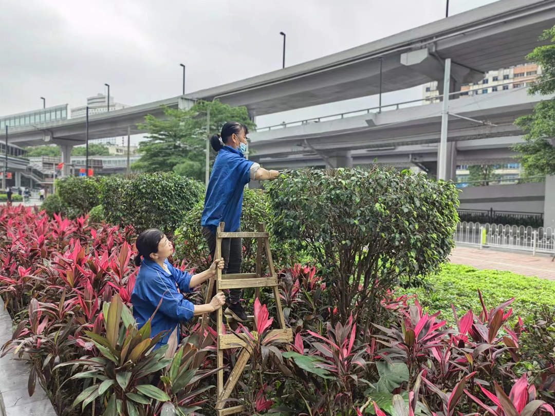 五月份綠化養護修剪