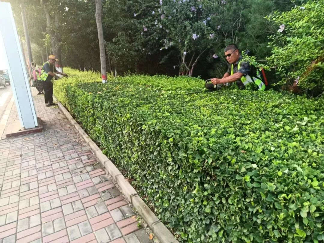 園林綠化養護修剪