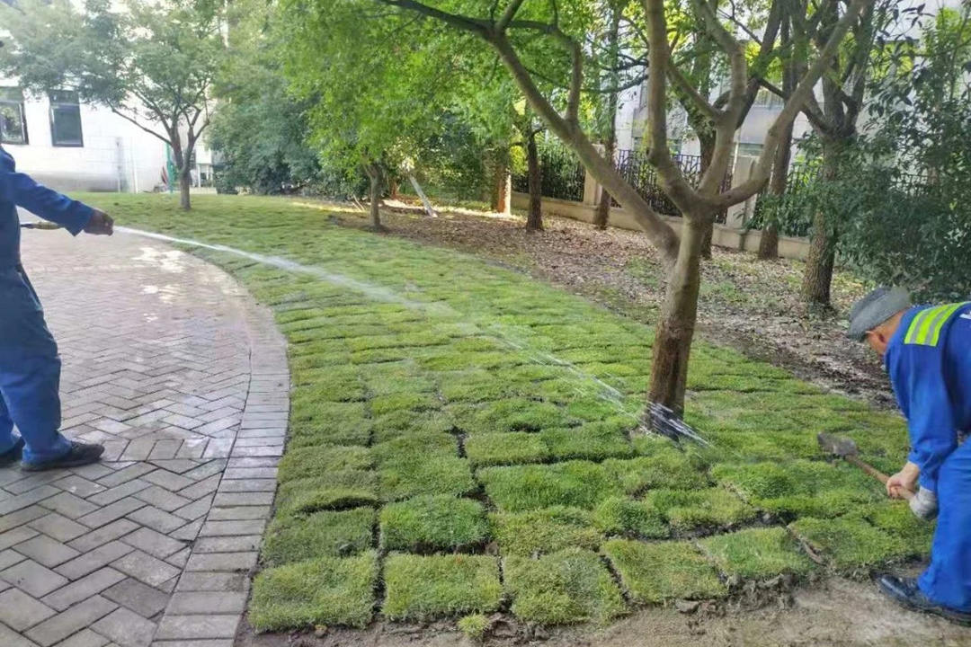 園林綠化養護鋪植后澆水