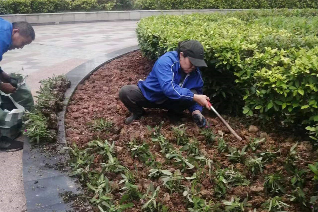 園林綠化養護補植