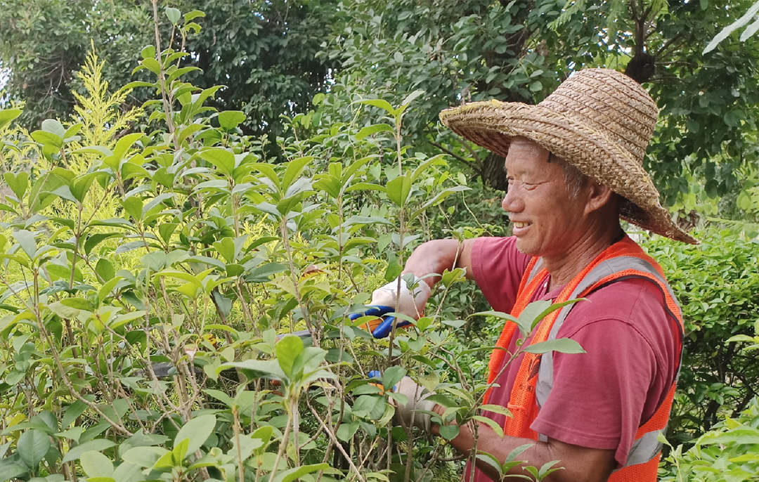 深秋綠化養護修剪