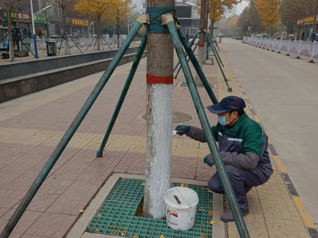 園林綠化養護苗木扶正