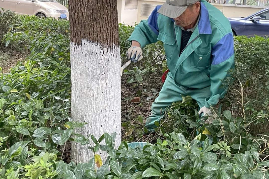 冬季綠化養護苗木涂白