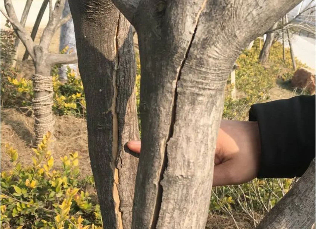 冬季綠化養護苗木主干凍害