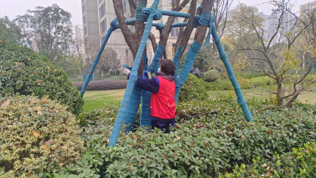 園林綠化養護樹干裹干防寒